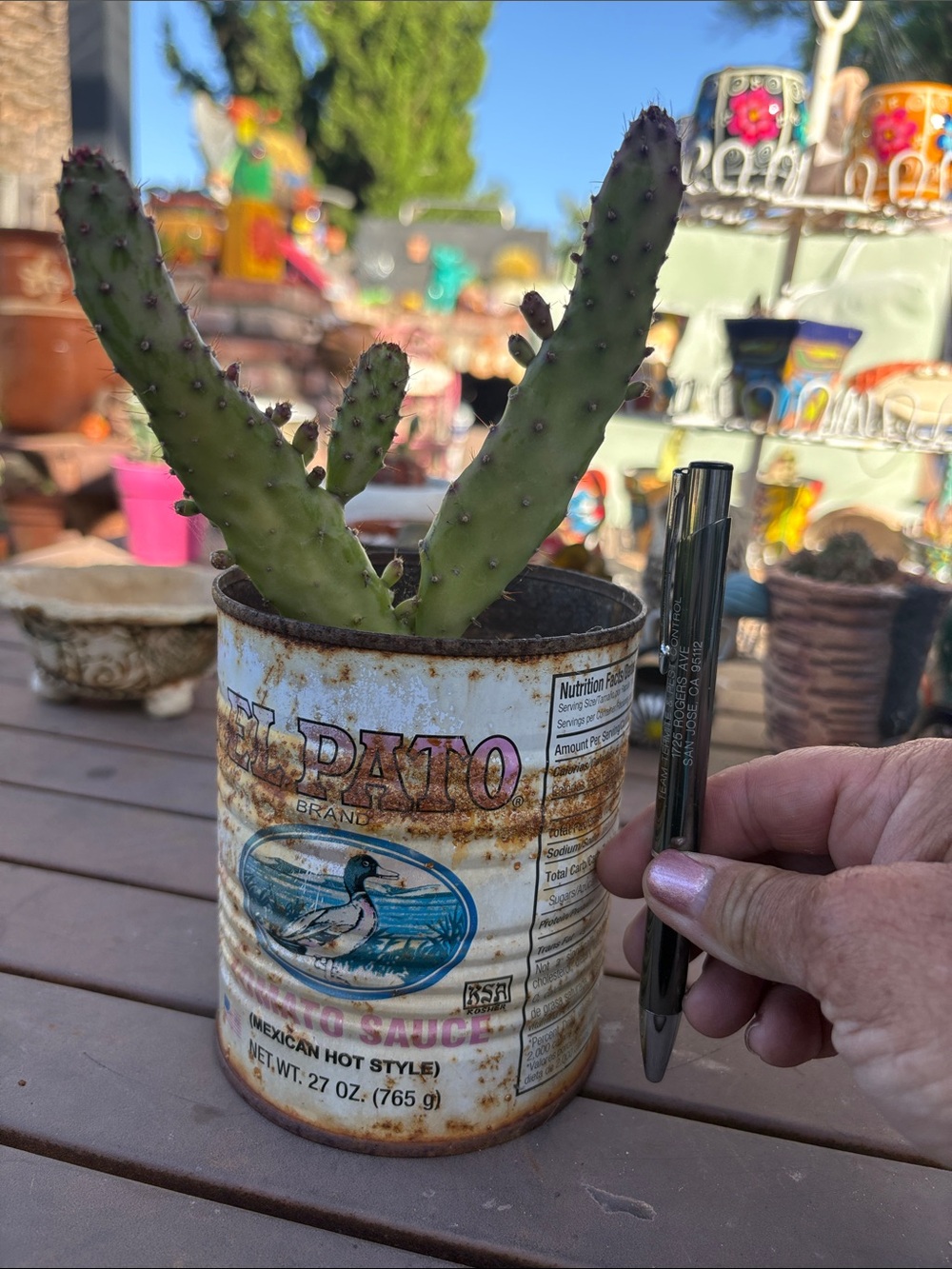 Vintage El Pato Tin Planter with Cactus St Joseph’s Cactus Variegated